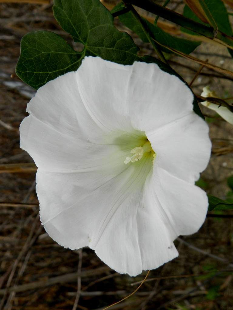 Convolvulus sepium / Vilucchione